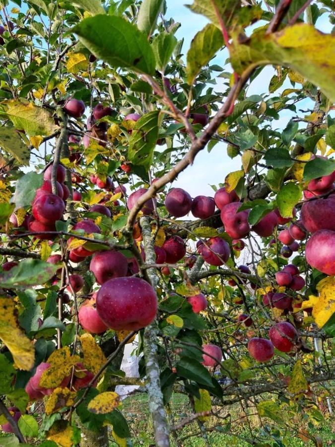 Schoenauerhof- Urlaub Im Gruenen Aber Doch In Der Stadt Passau Ngoại thất bức ảnh